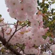 ヒメ日記 2025/04/13 10:29 投稿 大谷　はな ギン妻パラダイス 日本橋店