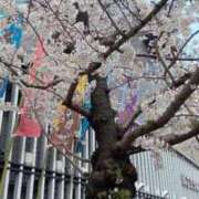 ヒメ日記 2025/04/14 13:14 投稿 大谷　はな ギン妻パラダイス 日本橋店