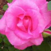 ヒメ日記 2025/05/23 16:43 投稿 大谷　はな ギン妻パラダイス 日本橋店