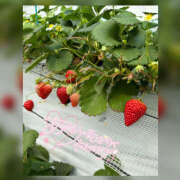 ヒメ日記 2025/04/07 14:21 投稿 なお 素人妻御奉仕倶楽部Hip's松戸店