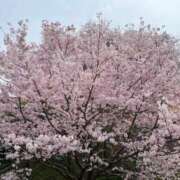 ヒメ日記 2026/04/05 16:06 投稿 辻まゆみ 五十路マダム愛されたい熟女たち 津山店