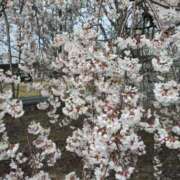 ヒメ日記 2025/04/04 09:10 投稿 岩崎あや 五十路マダム愛されたい熟女たち 津山店