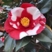 ヒメ日記 2025/04/12 09:34 投稿 岩崎あや 五十路マダム愛されたい熟女たち 津山店