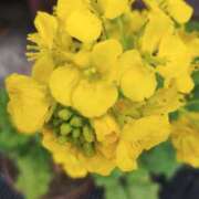 ヒメ日記 2026/01/15 10:30 投稿 岩崎あや 五十路マダム愛されたい熟女たち 津山店