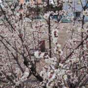 ヒメ日記 2026/02/17 10:34 投稿 岩崎あや 五十路マダム愛されたい熟女たち 津山店