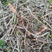 ヒメ日記 2026/03/12 10:20 投稿 岩崎あや 五十路マダム愛されたい熟女たち 津山店