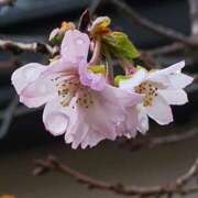 ヒメ日記 2026/03/18 11:10 投稿 岩崎あや 五十路マダム愛されたい熟女たち 津山店