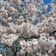 ヒメ日記 2026/03/31 17:56 投稿 岩崎あや 五十路マダム愛されたい熟女たち 津山店