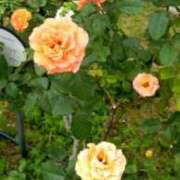 ヒメ日記 2025/11/23 22:26 投稿 安田チヨ 五十路マダム愛されたい熟女たち 津山店