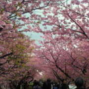 ヒメ日記 2025/04/01 17:44 投稿 立川真由子 五十路マダム愛されたい熟女たち 津山店