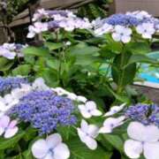 ヒメ日記 2025/06/09 00:10 投稿 立川真由子 五十路マダム愛されたい熟女たち 津山店