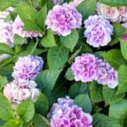 ヒメ日記 2026/08/14 13:00 投稿 立川真由子 五十路マダム愛されたい熟女たち 津山店