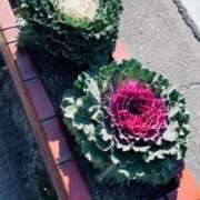 ヒメ日記 2024/12/22 09:56 投稿 菊池ナース 病院