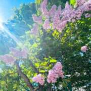 ヒメ日記 2025/05/24 09:36 投稿 菊池ナース 病院