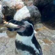 ヒメ日記 2025/08/25 11:11 投稿 はる 西川口マーメイド