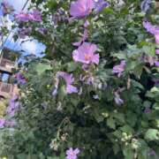 ヒメ日記 2025/09/07 08:24 投稿 はる 西川口マーメイド