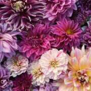 ヒメ日記 2025/10/28 14:07 投稿 はる 西川口マーメイド