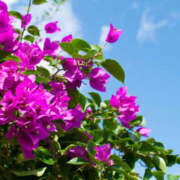 ヒメ日記 2025/11/08 11:54 投稿 はる 西川口マーメイド