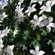 ヒメ日記 2025/11/21 12:48 投稿 はる 西川口マーメイド