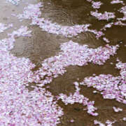 ヒメ日記 2026/03/31 13:14 投稿 はる 西川口マーメイド