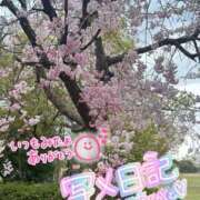 ヒメ日記 2025/04/20 11:48 投稿 香織(かおり) 人妻城 横浜本店