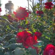 ヒメ日記 2025/07/04 12:43 投稿 栞（しおり） 人妻城 横浜本店