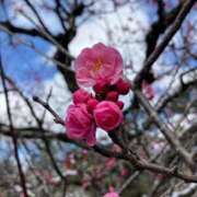 ヒメ日記 2026/01/24 19:02 投稿 栞（しおり） 人妻城 横浜本店