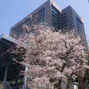 すばる 桜。 人妻城 横浜本店