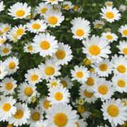 ヒメ日記 2025/04/27 22:35 投稿 あこ One More奥様　蒲田店