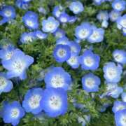 ヒメ日記 2025/05/01 02:14 投稿 あこ One More奥様　蒲田店