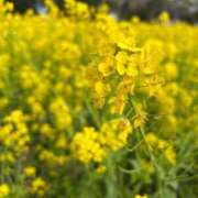 ヒメ日記 2025/05/01 23:50 投稿 あこ One More奥様　蒲田店