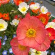 ヒメ日記 2025/05/04 18:01 投稿 あこ One More奥様　蒲田店