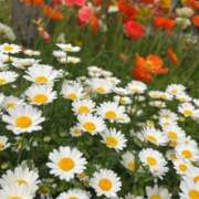 ヒメ日記 2025/05/16 14:31 投稿 あこ One More奥様　蒲田店