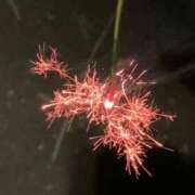 ヒメ日記 2025/10/13 21:29 投稿 かすみ G-SCANDAL