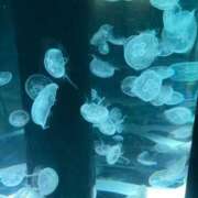 ヒメ日記 2026/01/23 20:07 投稿 かすみ G-SCANDAL