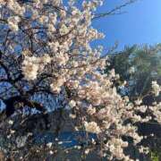 ヒメ日記 2025/03/10 15:06 投稿 樋口 熟女の風俗最終章 新横浜店