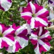 ヒメ日記 2025/01/02 17:39 投稿 藤田ますみ 完全ガチ交渉!!素人妻を狙え!!(仙台)