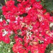 ヒメ日記 2025/01/16 04:19 投稿 藤田ますみ 完全ガチ交渉!!素人妻を狙え!!(仙台)