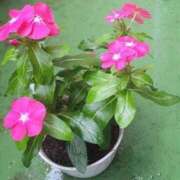 ヒメ日記 2025/01/18 07:01 投稿 藤田ますみ 完全ガチ交渉!!素人妻を狙え!!(仙台)