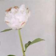 ヒメ日記 2025/01/20 06:16 投稿 藤田ますみ 完全ガチ交渉!!素人妻を狙え!!(仙台)