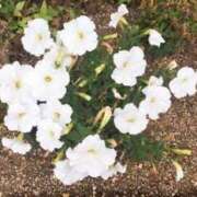 ヒメ日記 2025/02/10 06:21 投稿 藤田ますみ 完全ガチ交渉!!素人妻を狙え!!(仙台)