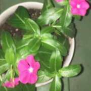 ヒメ日記 2025/02/16 15:09 投稿 藤田ますみ 完全ガチ交渉!!素人妻を狙え!!(仙台)