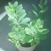 ヒメ日記 2025/02/19 06:23 投稿 藤田ますみ 完全ガチ交渉!!素人妻を狙え!!(仙台)