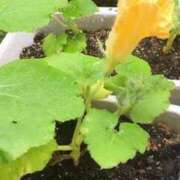 ヒメ日記 2025/02/21 14:19 投稿 藤田ますみ 完全ガチ交渉!!素人妻を狙え!!(仙台)