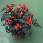 ヒメ日記 2025/02/22 07:24 投稿 藤田ますみ 完全ガチ交渉!!素人妻を狙え!!(仙台)