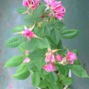 ヒメ日記 2025/03/21 15:29 投稿 藤田ますみ 完全ガチ交渉!!素人妻を狙え!!(仙台)