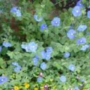 ヒメ日記 2025/04/02 06:17 投稿 藤田ますみ 完全ガチ交渉!!素人妻を狙え!!(仙台)