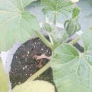 ヒメ日記 2025/04/12 06:12 投稿 藤田ますみ 完全ガチ交渉!!素人妻を狙え!!(仙台)