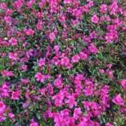 ヒメ日記 2025/04/13 05:59 投稿 藤田ますみ 完全ガチ交渉!!素人妻を狙え!!(仙台)