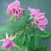 ヒメ日記 2025/04/13 15:09 投稿 藤田ますみ 完全ガチ交渉!!素人妻を狙え!!(仙台)